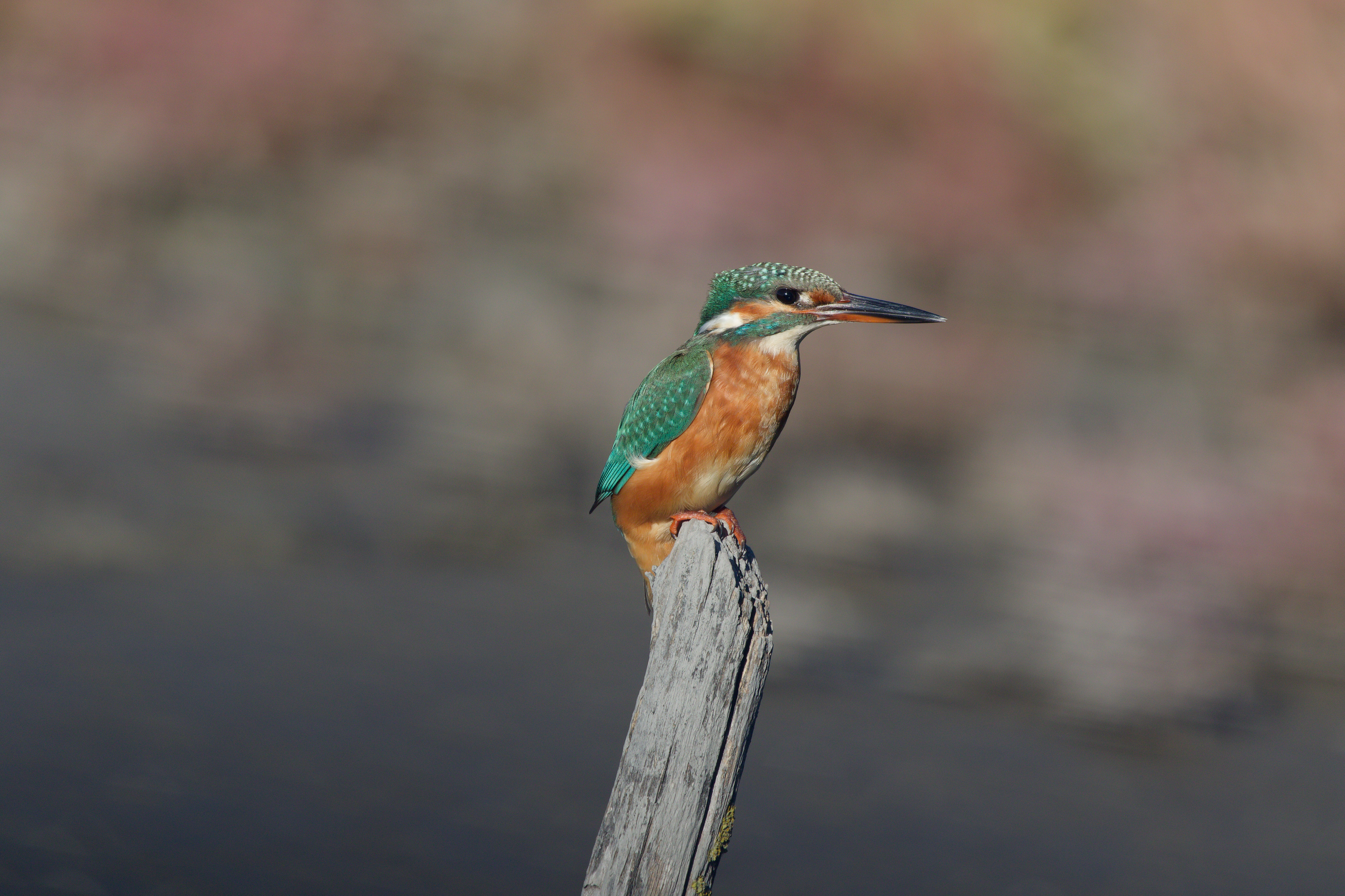 Miniature